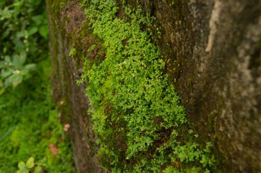mosses and wild plants that grow on the walls outside the house