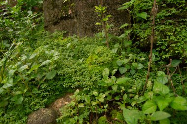 mosses and wild plants that grow on the walls outside the house