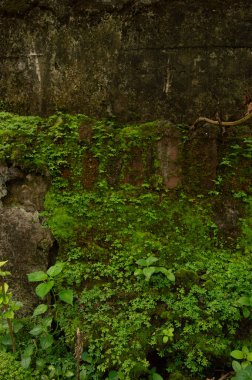 mosses and wild plants that grow on the walls outside the house