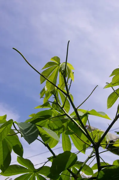 shot on cassava leaves. Cassava leaves have nutritional content consisting of vitamin A, vitamin B1, vitamin B6, vitamin C, magnesium, potassium, calcium, iron, manganese, zinc and so on.