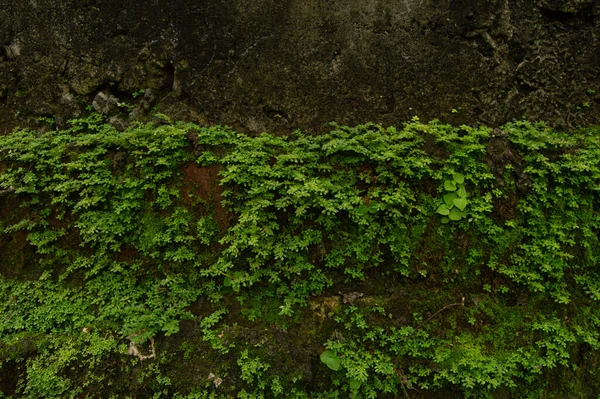Mosses Wild Plants Grow Walls House Images De Stock Libres De Droits