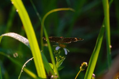 A black butterfly with the scientific name Hypolimnas bolina perched on a flower clipart