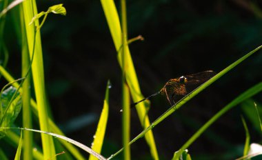Çimlere tünemiş yusufçuğa odaklan.