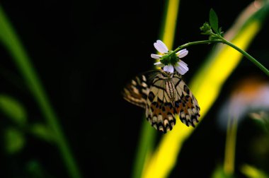 A black butterfly with the scientific name Hypolimnas bolina perched on a flower clipart