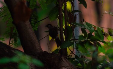 Islak kafalı Bulbul 'un silueti ya da ağaçlardaki pycnonotus aurigaster