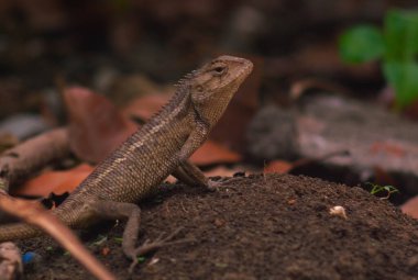 Bukalemunlar ya da vahşi kalotlar. Endonezya 'da yaşayan ve gelişen istilacı hayvanlar..