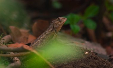 chameleons or wild calotes. Invasive animals that live and thrive in Indonesia. clipart