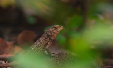 Bukalemunlar ya da vahşi kalotlar. Endonezya 'da yaşayan ve gelişen istilacı hayvanlar..