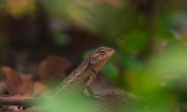 Bukalemunlar ya da vahşi kalotlar. Endonezya 'da yaşayan ve gelişen istilacı hayvanlar..