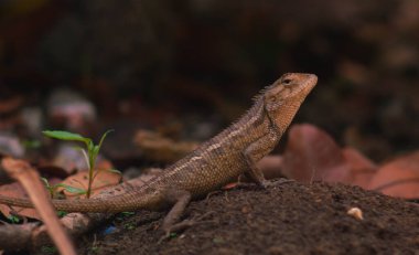 chameleons or wild calotes. Invasive animals that live and thrive in Indonesia. clipart