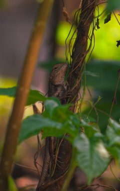 Bukalemunlar ya da vahşi kalotlar. Endonezya 'da yaşayan ve gelişen istilacı hayvanlar..