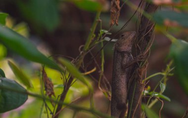 Bukalemunlar ya da vahşi kalotlar. Endonezya 'da yaşayan ve gelişen istilacı hayvanlar..