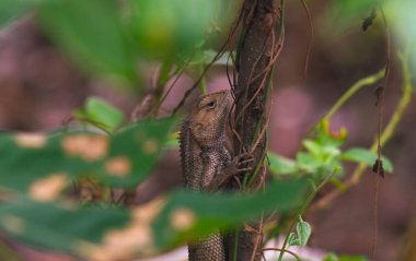 Bukalemunlar ya da vahşi kalotlar. Endonezya 'da yaşayan ve gelişen istilacı hayvanlar..