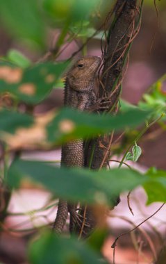 chameleons or wild calotes. Invasive animals that live and thrive in Indonesia. clipart