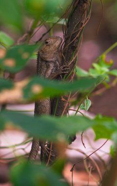 chameleons or wild calotes. Invasive animals that live and thrive in Indonesia. clipart