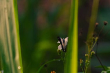 butterfly with a combination of black, white and yellow. butterfly looking for nectar. clipart