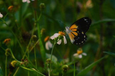 Siyah, beyaz ve sarı karışımlı kelebek. Kelebek nektar arıyor.