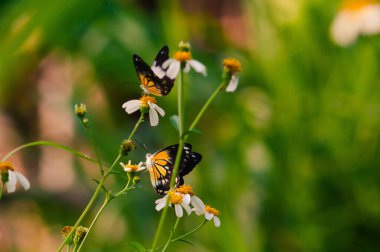 butterfly with a combination of black, white and yellow. butterfly looking for nectar. clipart