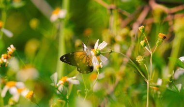 Siyah, beyaz ve sarı karışımlı kelebek. Kelebek nektar arıyor.