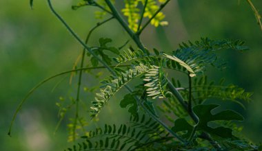 close up of petai or parkia speciosa leaves clipart