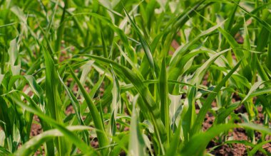 Sabahları bahçedeki genç mısır bitkilerinin manzarası
