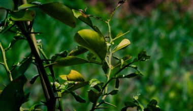 Bulanık doğal arkaplanı olan turuncu yaprakları kapat