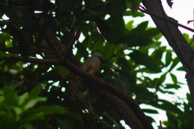 Ağaçların manzarası ağaçta tünemiş Javan güvercini