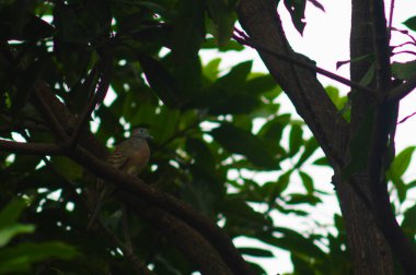 view of the trees with the Javan dove perched on the tree clipart