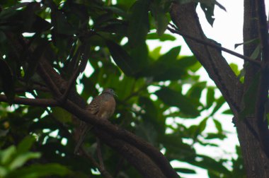 Ağaçların manzarası ağaçta tünemiş Javan güvercini