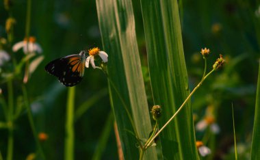 Siyah, beyaz ve sarı karışımlı kelebek. Kelebek nektar arıyor.