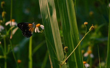 butterfly with a combination of black, white and yellow. butterfly looking for nectar. clipart