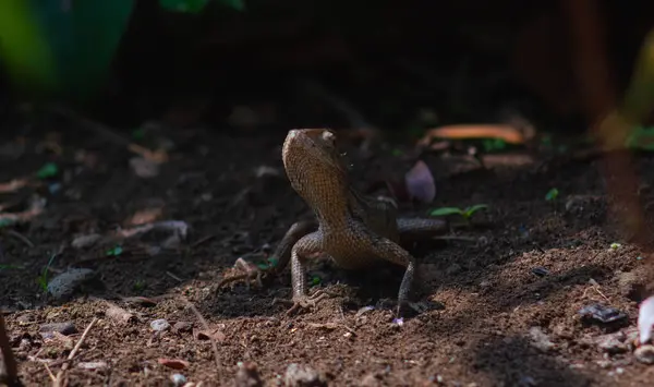 stock image chameleons or wild calotes. Invasive animals that live and thrive in Indonesia.