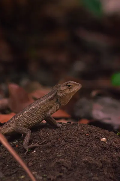 stock image chameleons or wild calotes. Invasive animals that live and thrive in Indonesia.