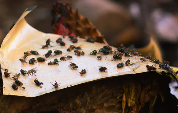 stock image The flies are stuck in the glue to trap the flies