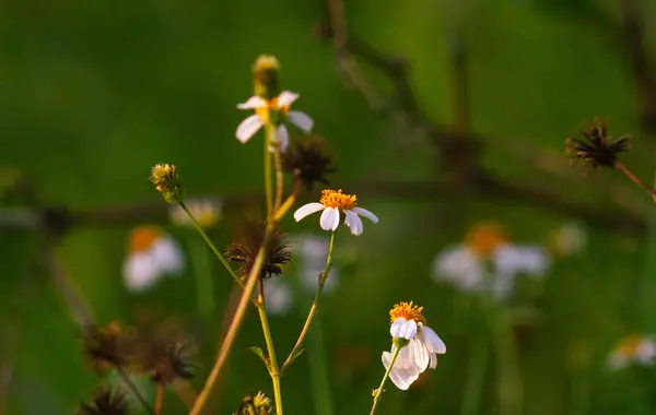 Stock image view of Bidens alba flowers blooming with a nature blur background. one of the flowers that bees and butterflies like.