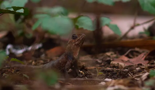 stock image chameleons or wild calotes. Invasive animals that live and thrive in Indonesia.