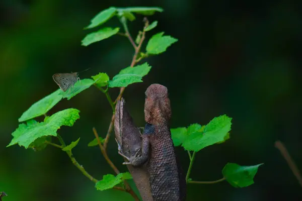 stock image Chameleons or calotes are on the branches and are hunting small butterflies.