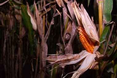 shot on old corn ready to harvest in the garden