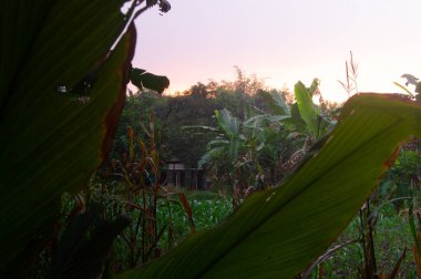 Güneşin batmaya başladığı bahçede siluet