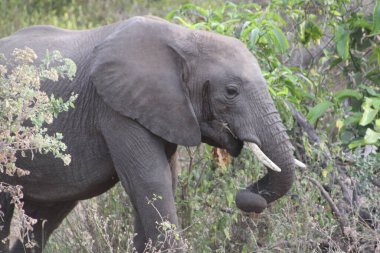 Görkemli bir Afrika fili çalılıklardan çıkar, altın öğlen ışığında güçlü bir dikkati üzerine çeker..