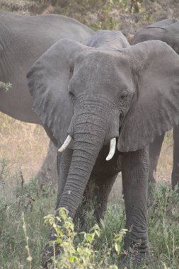 Görkemli bir Afrika fili çalılıklardan çıkar, altın öğlen ışığında güçlü bir dikkati üzerine çeker..