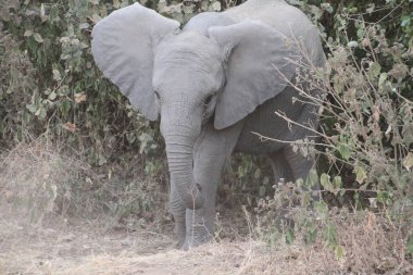 Vahşi Doğadaki Küçük Dev Fil Afrika 'daki Çalı' da Tozu Tekmeledi