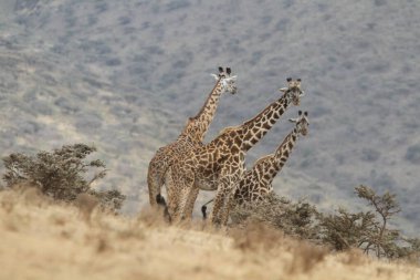 Bir grup görkemli zürafa, Tanzanias 'ın yuvarlanan tepeleri tarafından çerçevelenmiş, klasik bir Afrika safarisinden kalma, zarif bir şekilde altın savanada yürüyor..