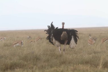 Savana 'da Bir Devekuşu Otlayan Ceylanlar Arasındaki Açık Ovaları Yönetti
