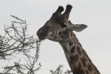 Uzun Tadı: Serengeti düzlüklerinde bir zürafa dikenli akasya çerezine uzanır