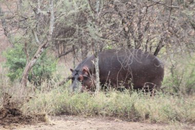 Sudan: Bir su aygırı, çalılıktan çıkıp Afrika ovasında otlamaya başlar.