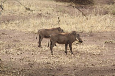 Uyarı: Bir çift Afrika Yaban Domuzu Kuru Savana Arazisi İncelemesi