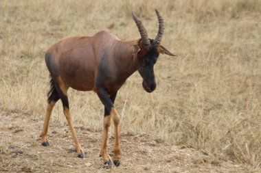 Uyarı: Afrika Savanasının Kuru Çayırlarında Bir Topi Antilobu Tetikte Duruyor