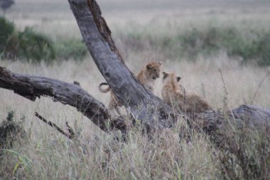 Kings at Rest: Bir çift aslan Afrika 'daki Savana' da devrilmiş bir ağacın altında sessiz bir anı paylaşıyor
