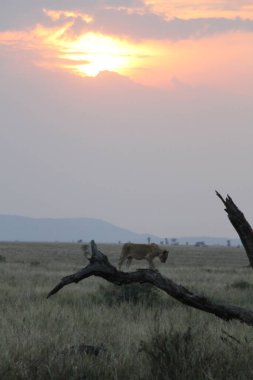 Sunset Sentinel: Ateşli Afrika Gökyüzüne Karşı Bir Çita Dinleniyor, Aşağıdaki Savana 'yı İzliyor